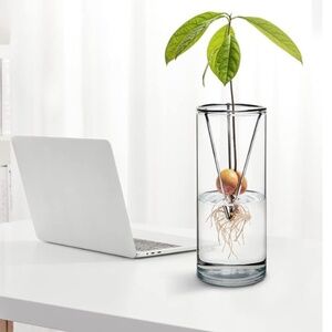Botanical Avocado Growing Vase